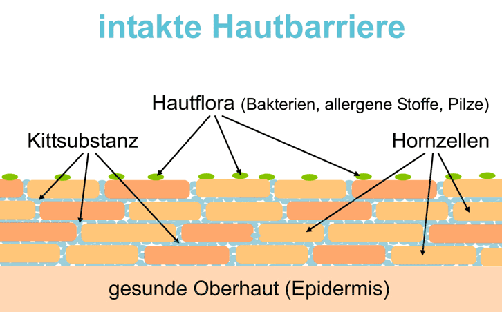 Gesunde Haut mit intakter Hautbarriere